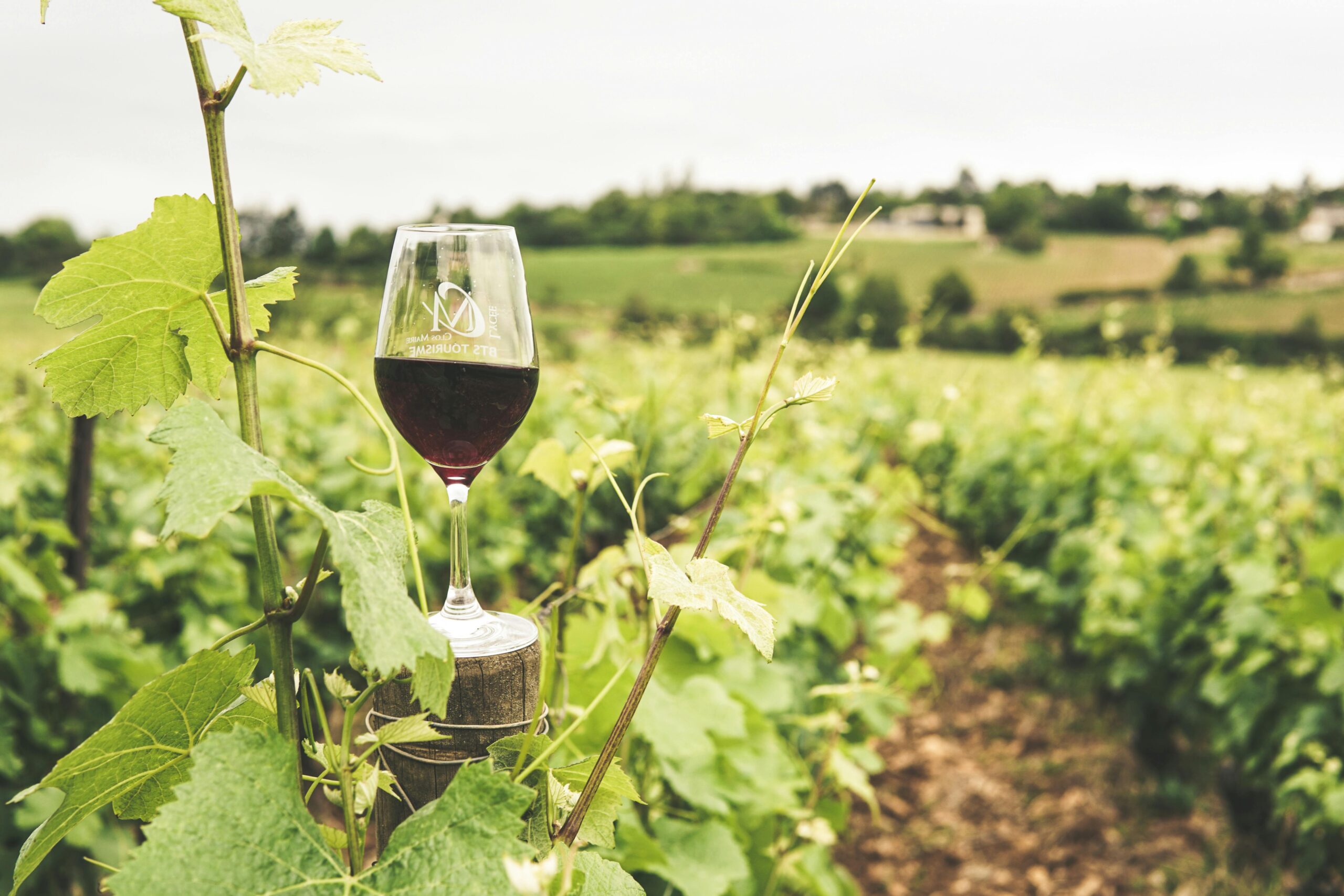 Where to Buy Affordable Wine in Paris 15th