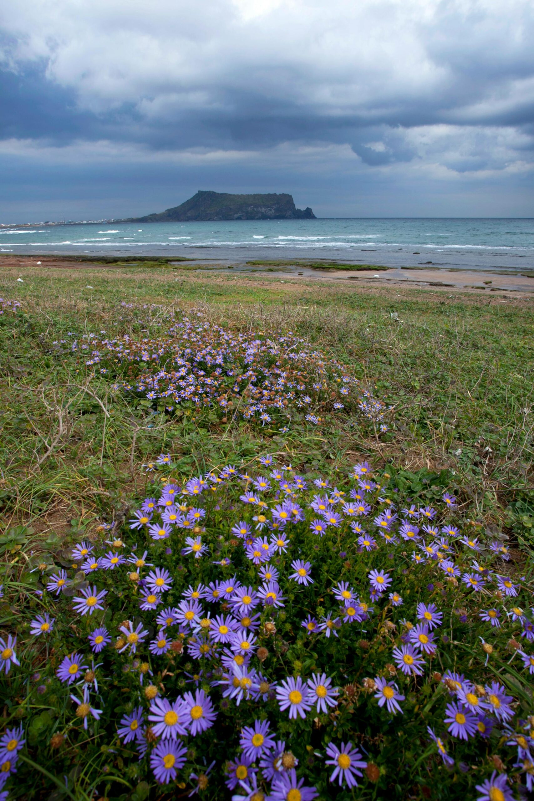 Top 5 Must-Buy Items from Jeju Island