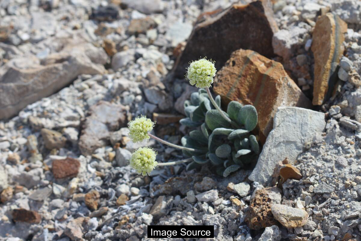 Lithium Mine Threatens Rare Desert Flower’s Survival in Conservation Dilemma